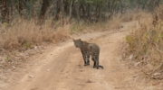 Gir National Park